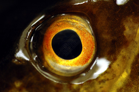 鱼眼海洋海岸线眼睛代码手表海鲜宏观黑色瞳孔眼球高清图片