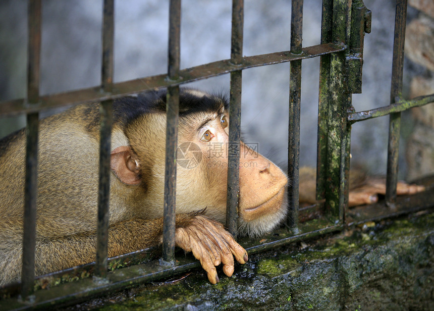 关在笼子里的猴子鸟笼柜台悲伤荒野寂寞监狱灵长类金属栅栏热带图片