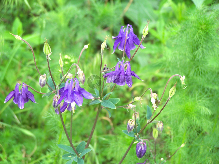 蓝铃紫色季节性植物学红花植物群雌蕊紫丁香生态宏观乡村图片