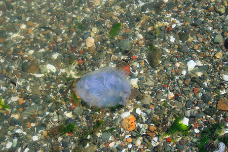 水母鱼海滩支撑石头晴天海蜇白色太阳岩石砖块生活高清图片
