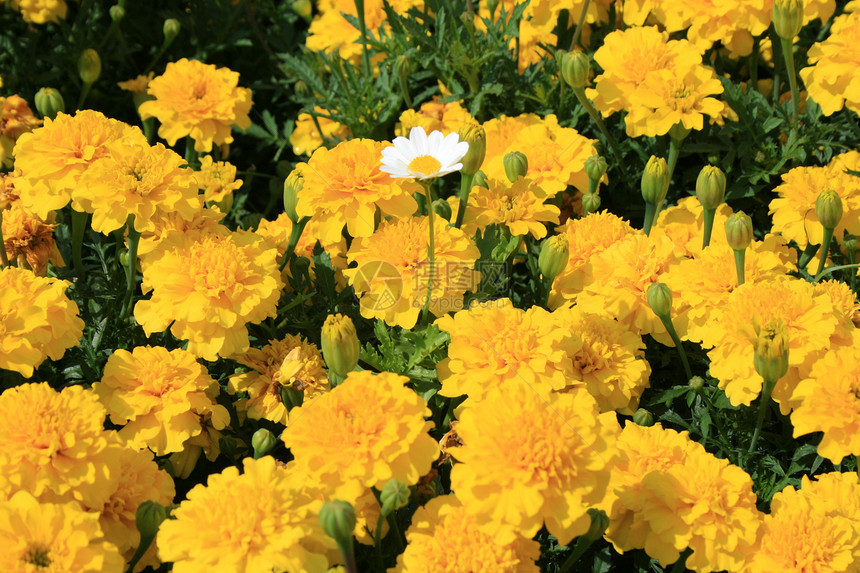 鲜花和黛西花分支机构白色阳光照射黄色花园绿色植物季节阳光植物群图片