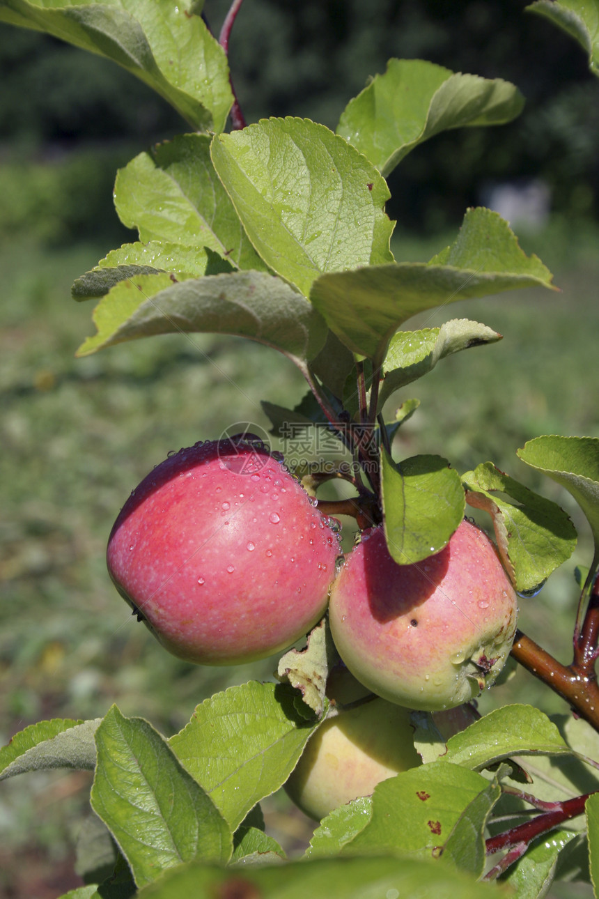 两个苹果叶子食物树叶阳光太阳果园绿色园艺生长水果图片