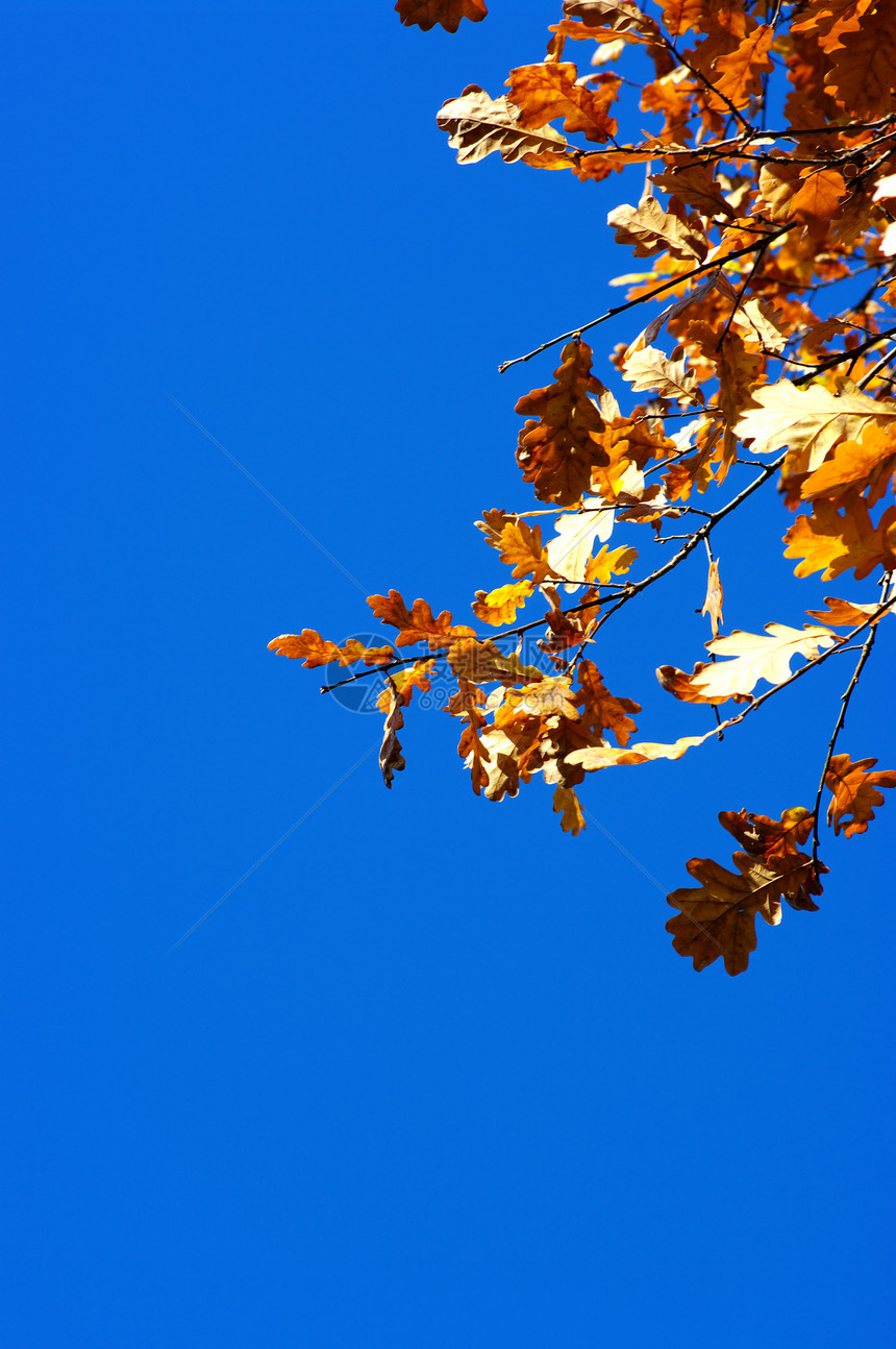 蓝天上的橡树叶棕色橡木季节橙子绿色黄色叶子生长环境宏观图片