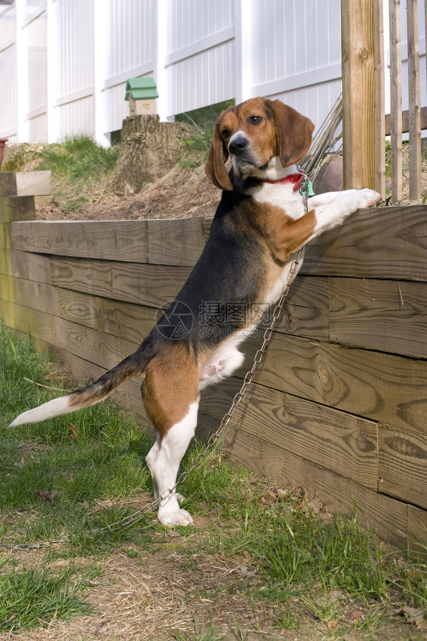 Beagle 小比目哺乳动物朋友眼睛胡须动物白色婴儿小狗尾巴猎犬图片