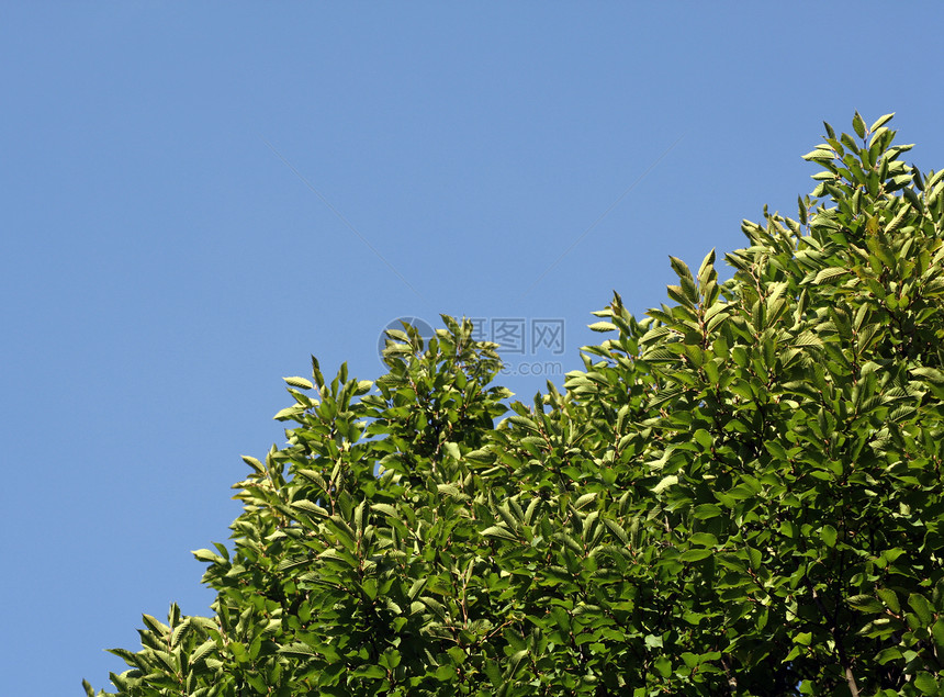 枯树树植物天空植物学树梢分支机构落叶乔木树叶叶子绿色图片