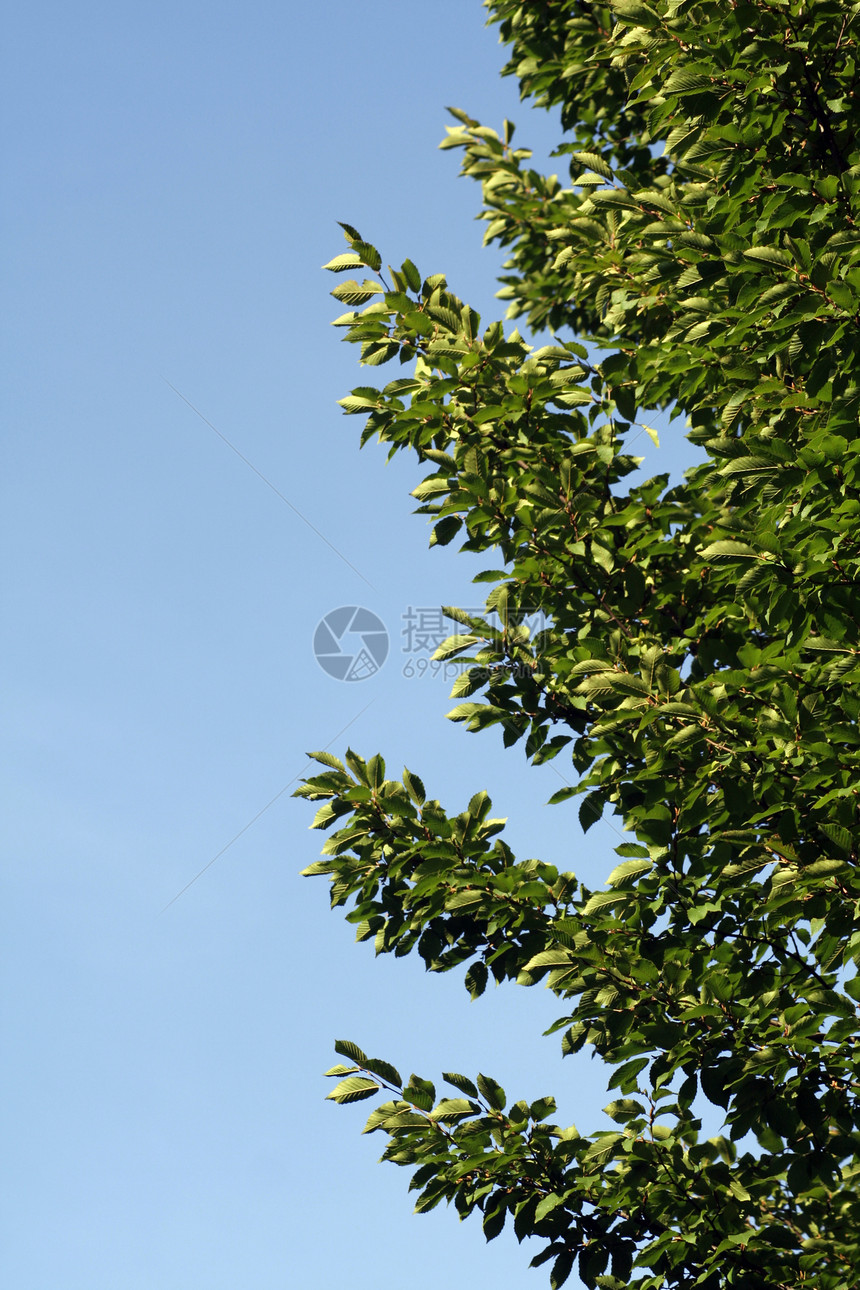 枯树树乔木分支机构植物叶子落叶树叶植物学天空树梢绿色图片
