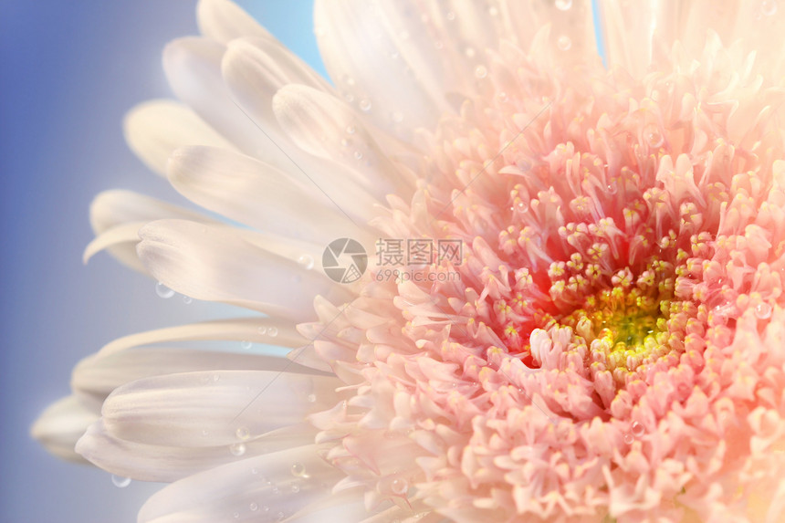 粉色菊花花瓣植物婚姻新娘天空念日白色蓝色幸福绿色图片