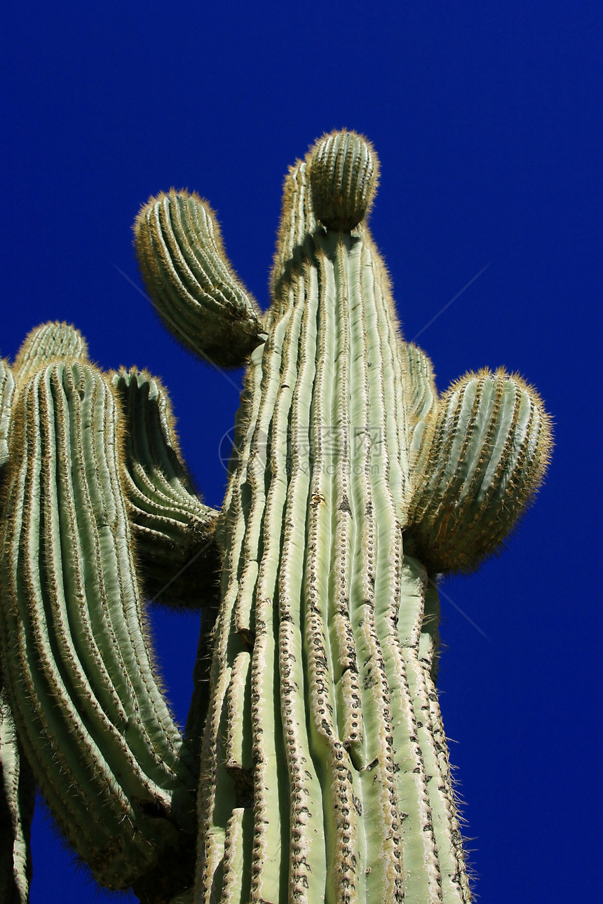 古代Saguaro卡尼盖亚干塔蓝色绿色干旱脊柱多刺干景植物肉质天空图片