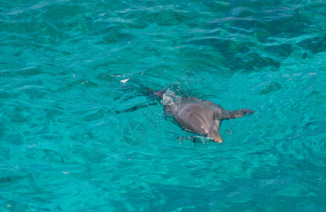 海豚在海中游泳背景图片