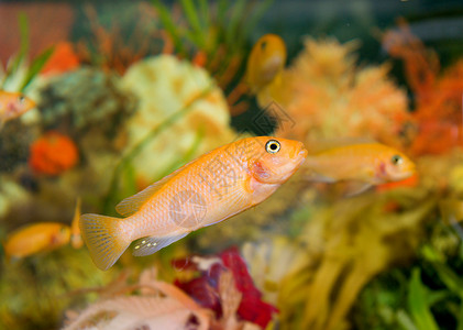 彩色水族馆黄色爱好碎石岩石金子绿色淡水植物扇尾背景图片