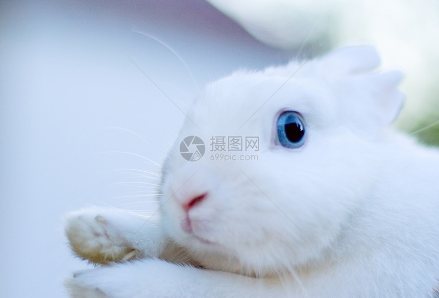 白兔野生动物动物耳朵活力干草野兔家畜兔子哺乳动物婴儿图片