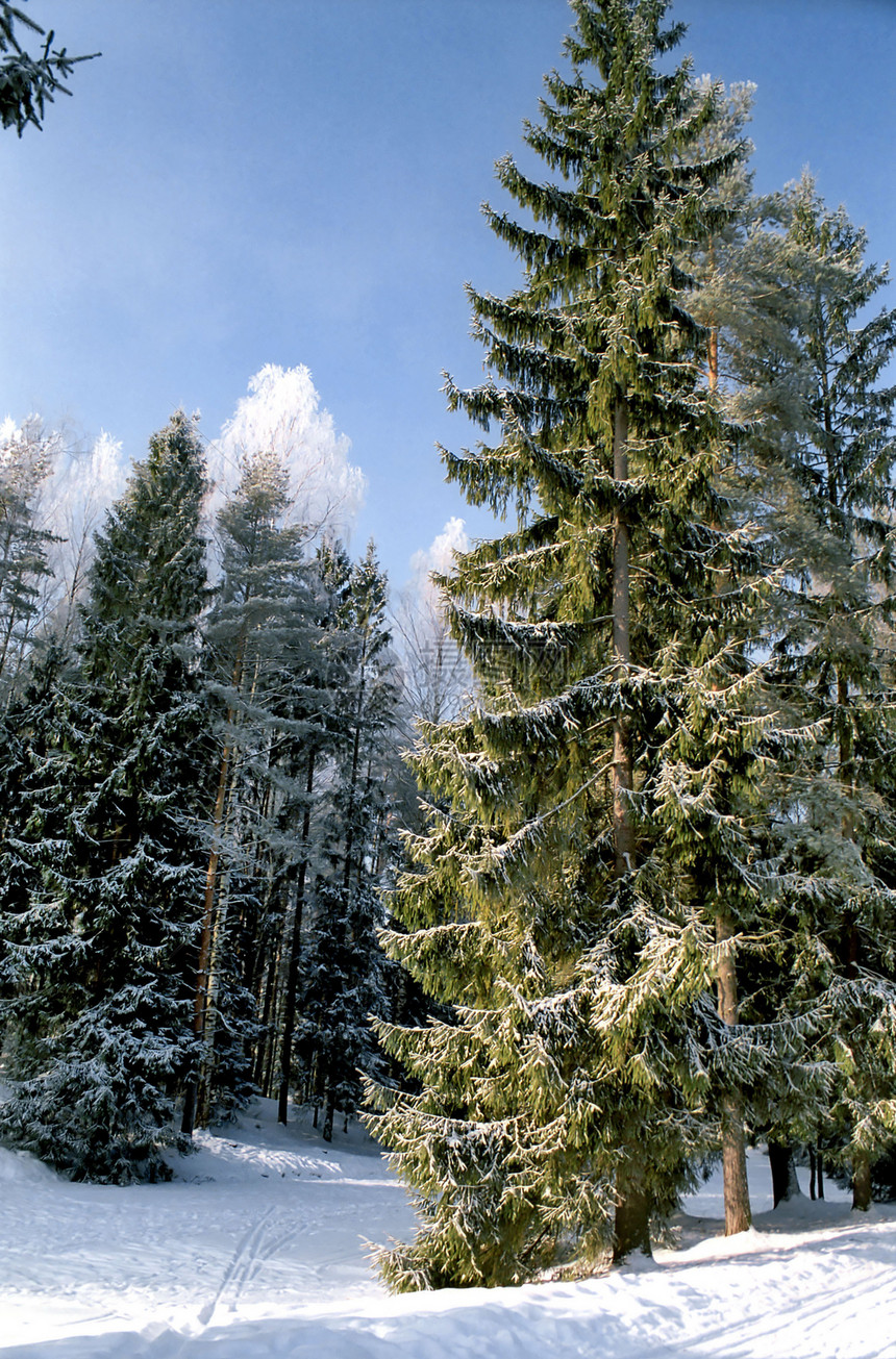 冬天的图片卷木树图片