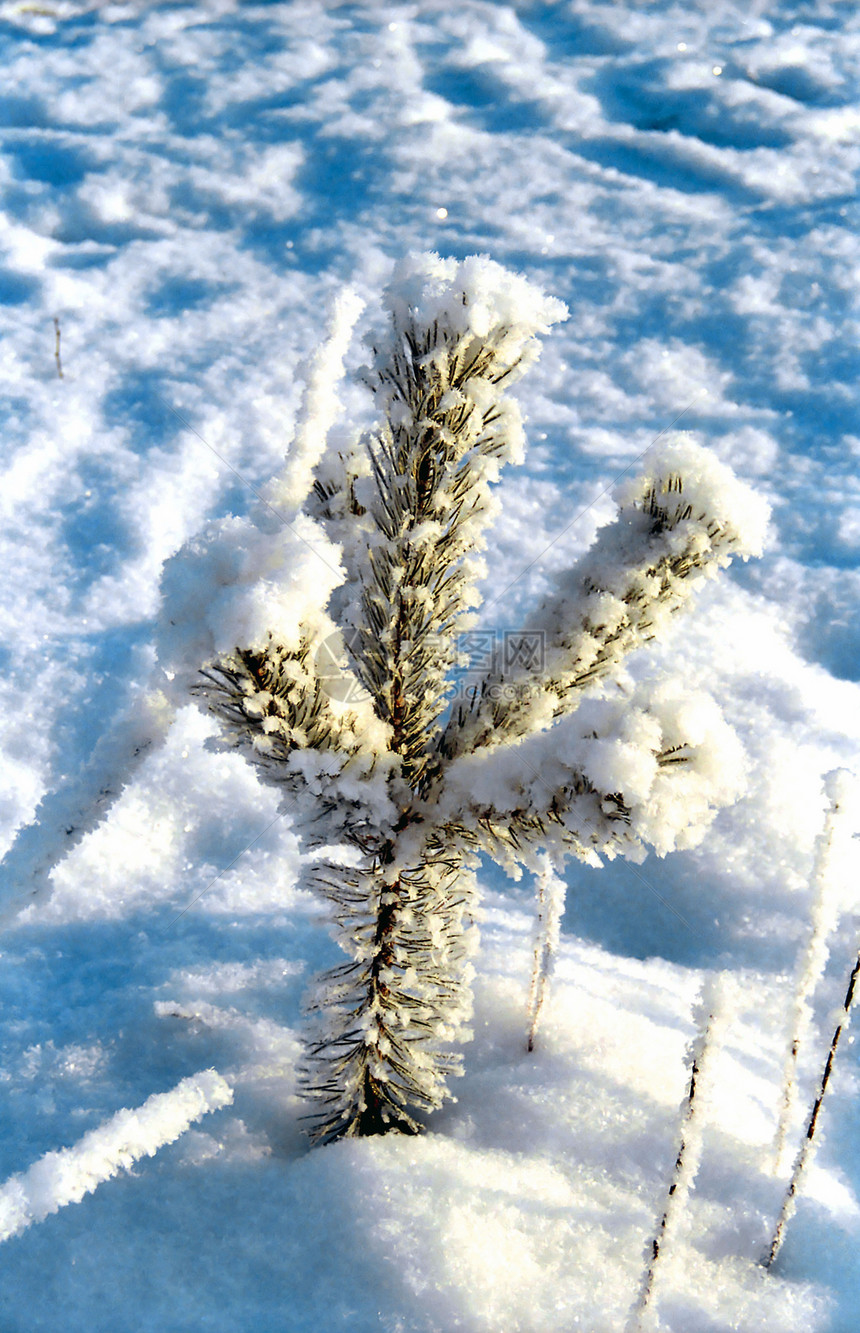 小雪松树图片