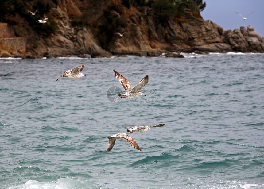 海鸥清道夫荒野海洋羽毛野生动物水禽图片
