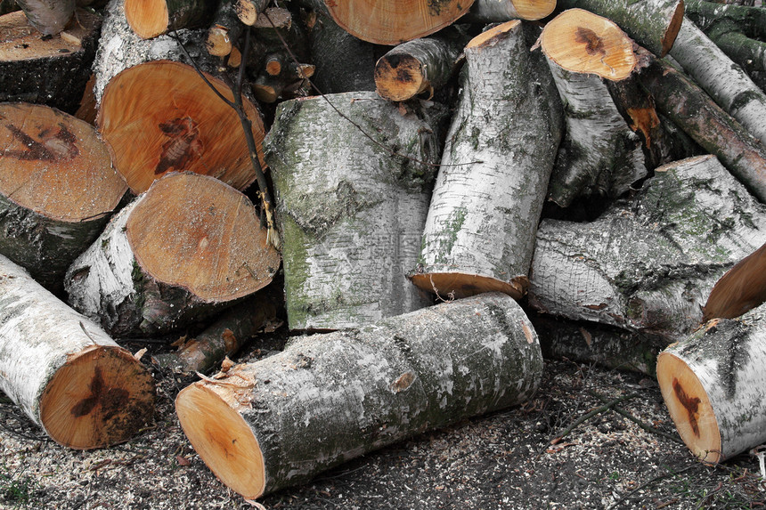 饲料树木头林地林业树干日志砍伐柴堆木材森林图片