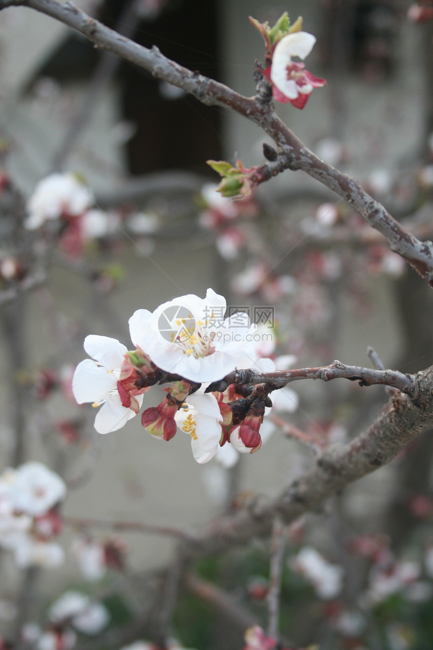 春花花园植被园艺植物绿色图片