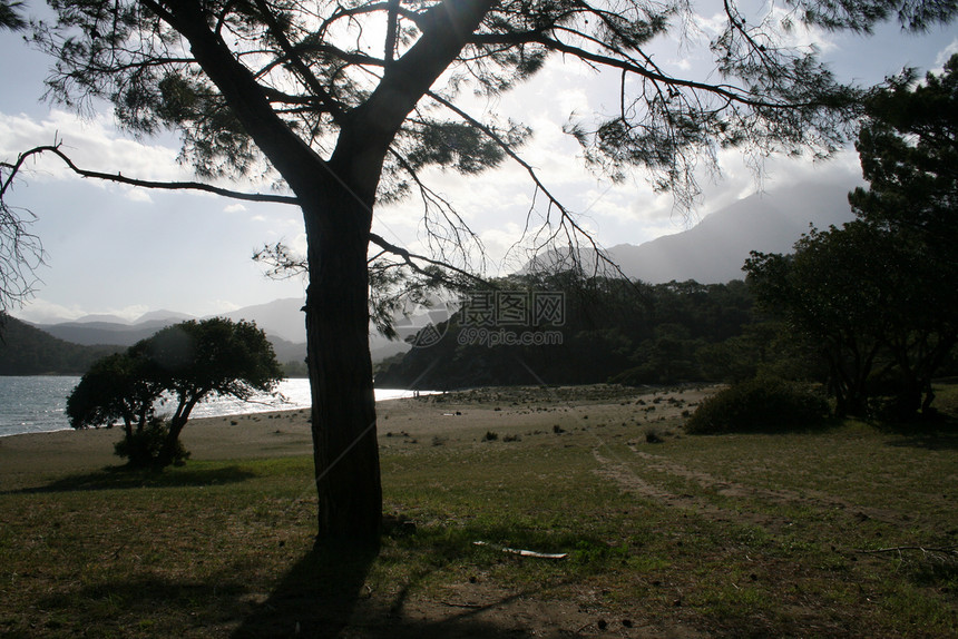 横向景观海沙太阳支撑海岸海滩杂草海湾草本植物图片