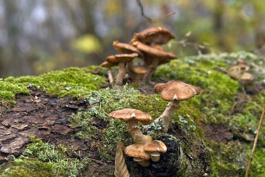 蘑菇  蜂蜜木耳绿色品种苔藓毒蘑菇落叶黄叶木头树干图片