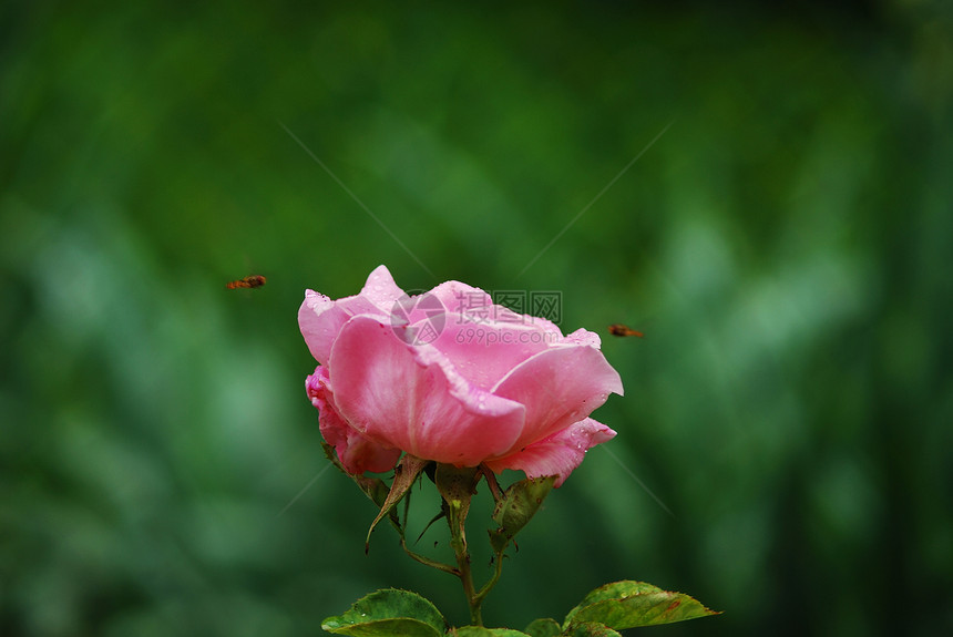 玫瑰花浪漫花瓣灌木植物群图片