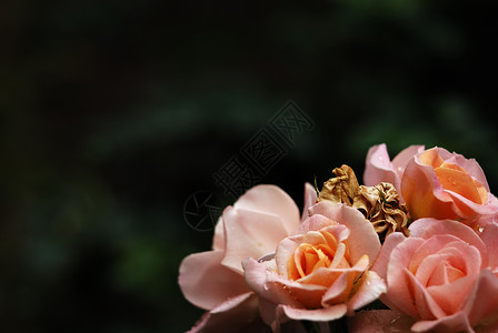 玫瑰花花瓣浪漫植物群灌木背景图片