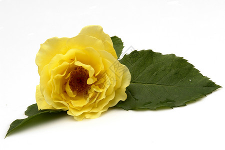 玫瑰宏观粉色花瓣黄色植物礼物植物群园艺植物学背景图片