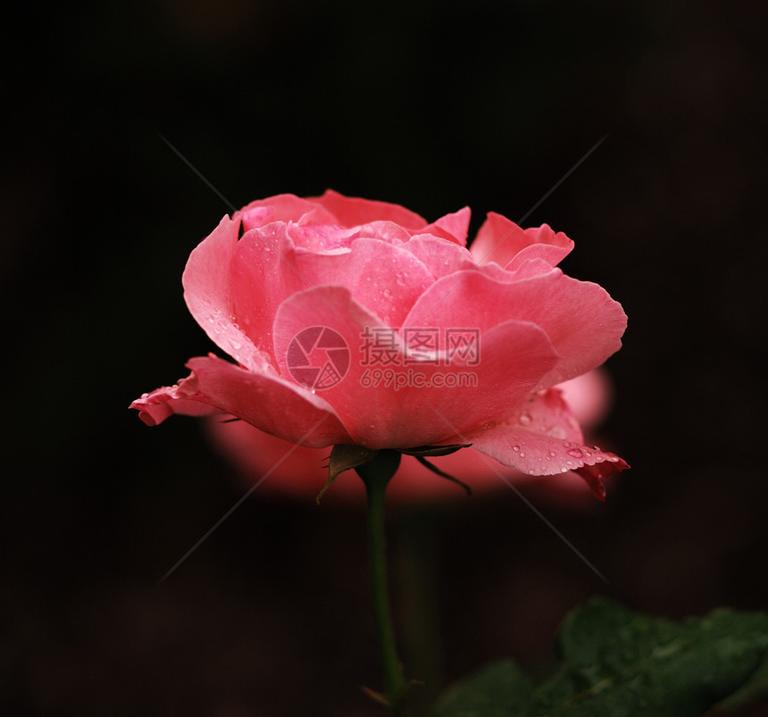 玫瑰花灌木植物群花瓣浪漫图片