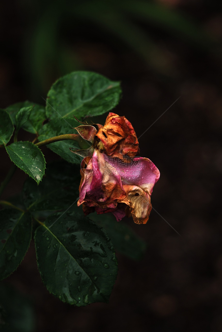 玫瑰花花瓣植物群灌木浪漫图片