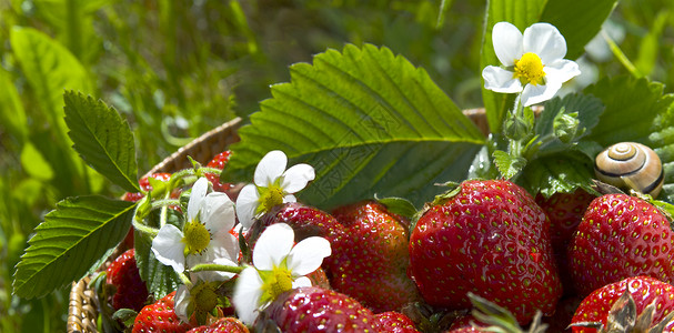 花园中的草莓背景图片