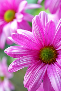 粉红花菊背景背景背景图片