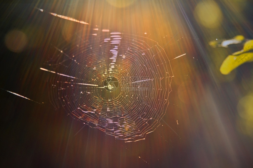 蜘蛛网网络荒野野生动物光束森林衍射昆虫漏洞射线图片