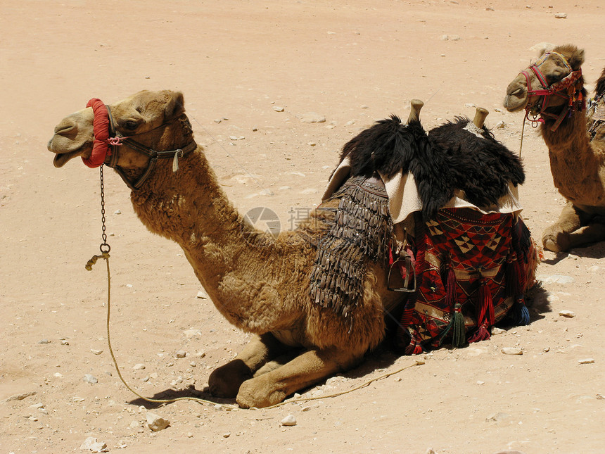 沙漠中的骆驼大篷车放松羊毛动物传统石头假期旅行异国旅游图片