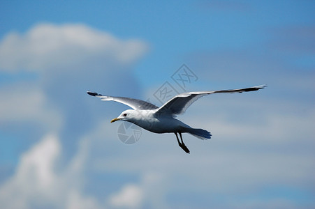 格施马克钢格海洋生物翅膀海景野生动物海岸海鸥峡湾天空鸟类海鸟背景