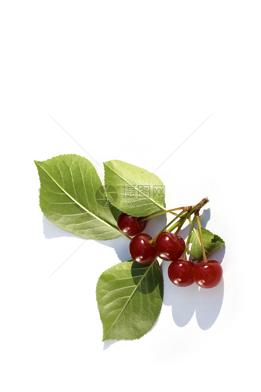 樱桃分支花园红色绿色叶子食物植物群果园水果枝条图片