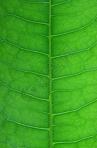 对称竹竿叶子叶子绿色植物叶脉宏观植物学背景