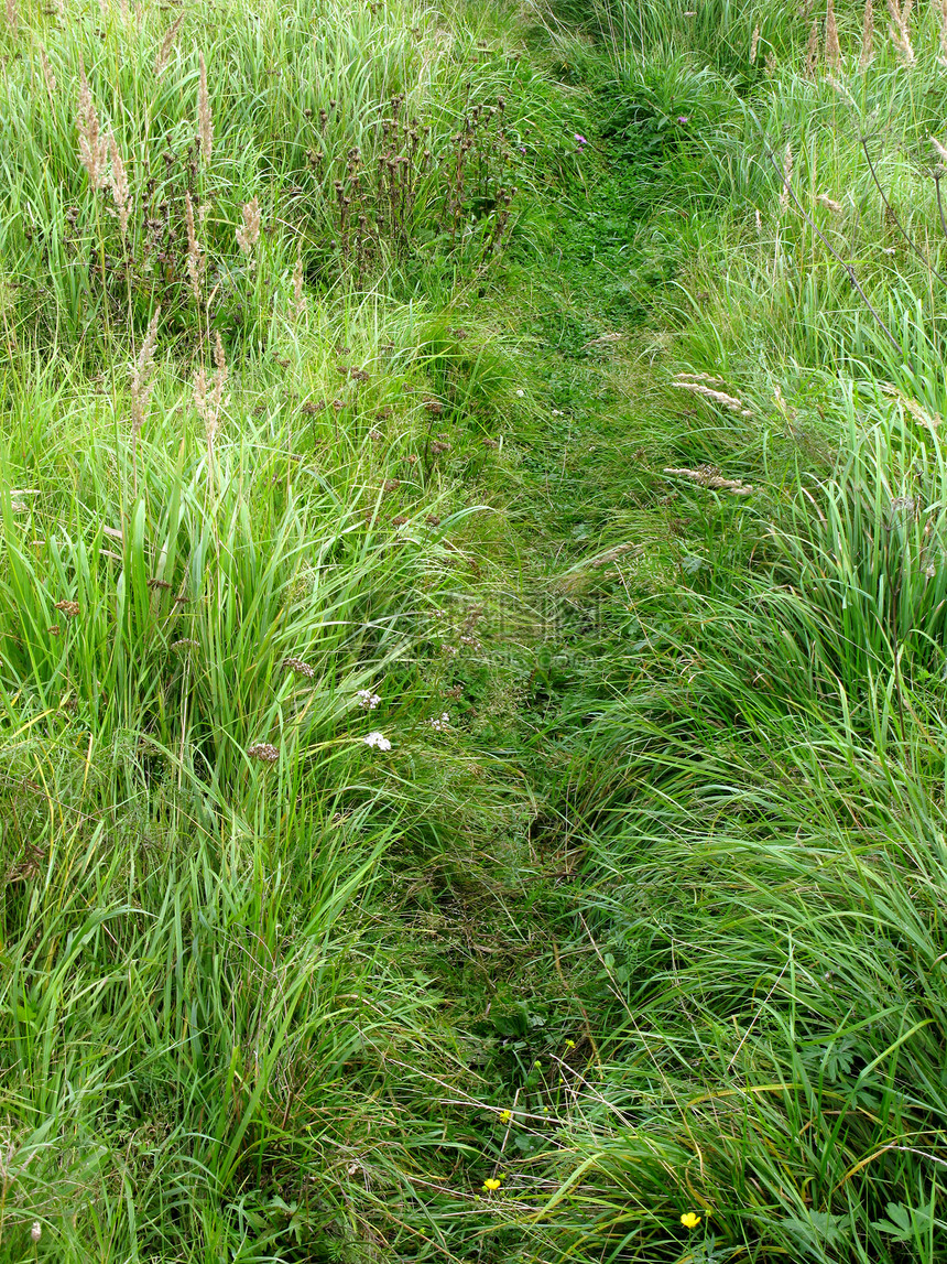 绿草中狭窄的徒步图片