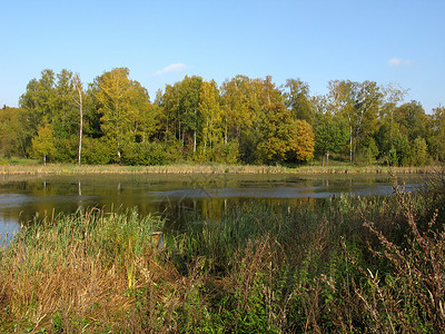 在湖后面的秋林高清图片