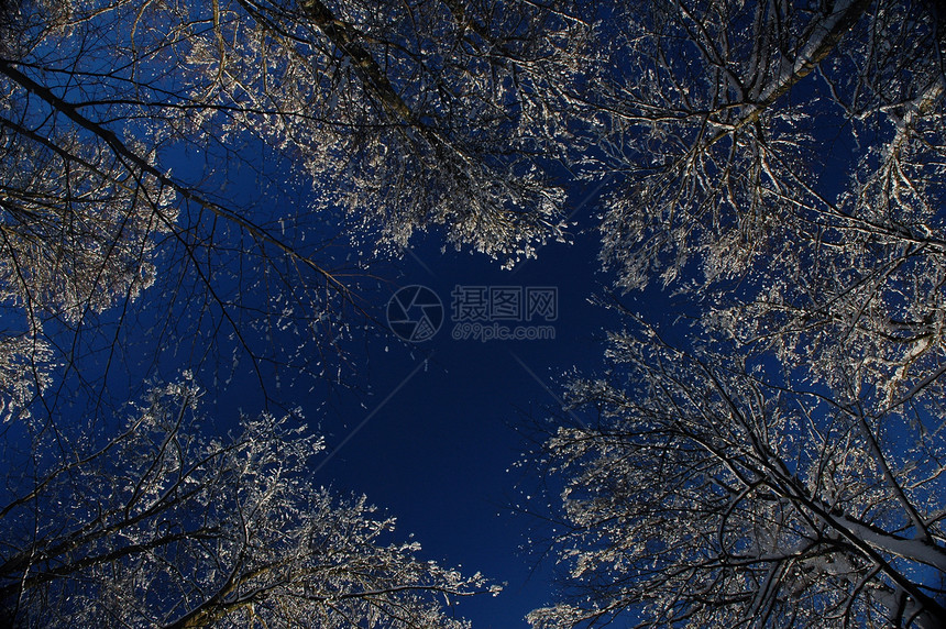 冻结树木衬套仙境白色磨砂灌木丛背心分支机构蓝色季节天堂图片