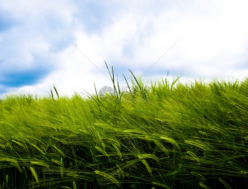 青小麦田收成场地云景食物蓝色绿色谷物农村植物环境图片