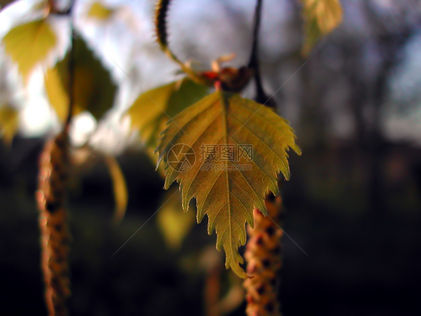 Birch 叶叶花粉宏观黄色季节性森林叶子季节阳光绿色植物图片