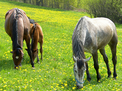 马匹棕色鬃毛牧草农场栅栏牧场背景图片