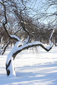 雪下圆树图片