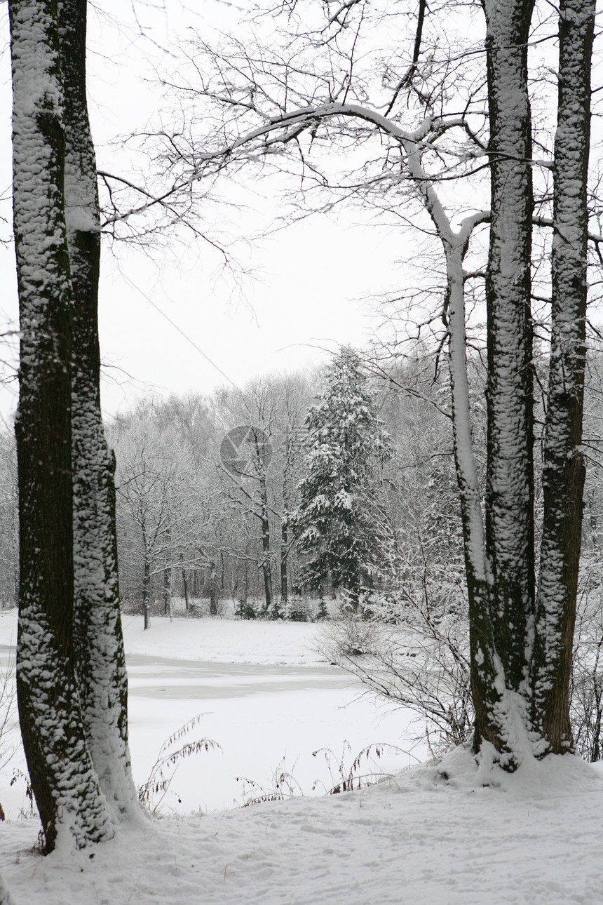 冬季风景水晶森林洪水木头天气树木蓝色愤怒季节冻结图片