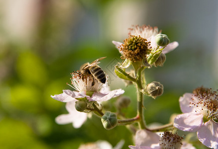 蜜蜂毒液黄花上的蜜蜂花园晴天毒液蜂蜜航班植物蜂窝花瓣花朵养蜂人背景