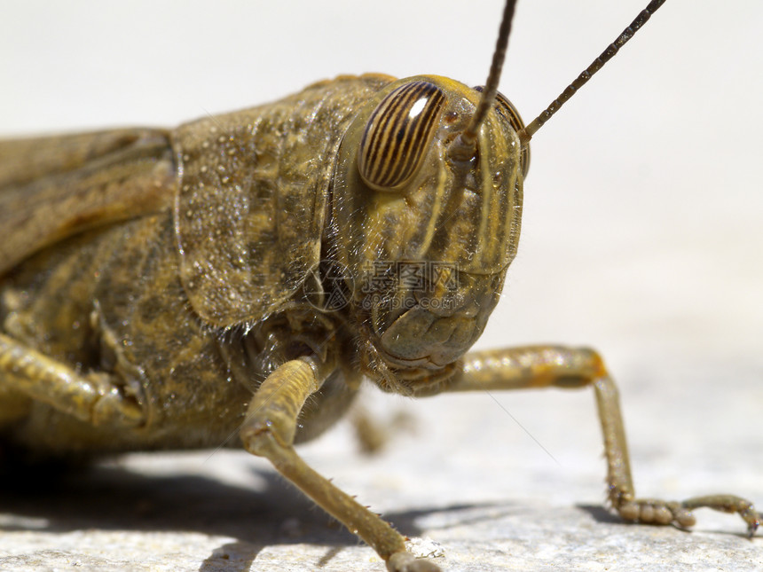 蝗虫绿色试探者甲壳天线眼睛昆虫图片