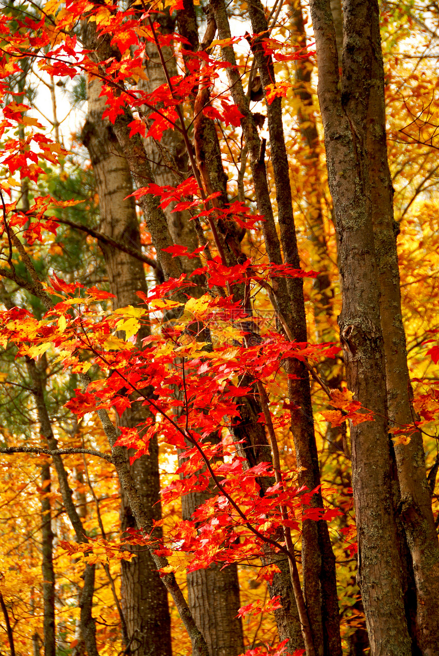 森林减少背景树叶树干分支机构橡树公园枫树橙子叶子季节岩石图片