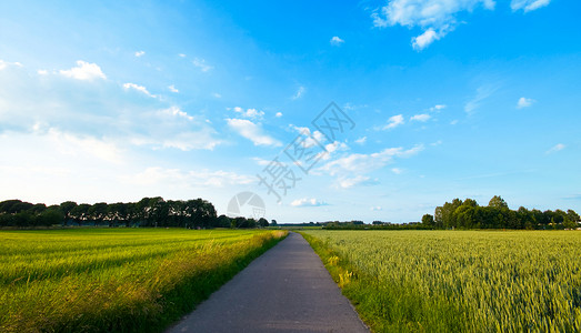 绿绿新农田 有道路背景图片