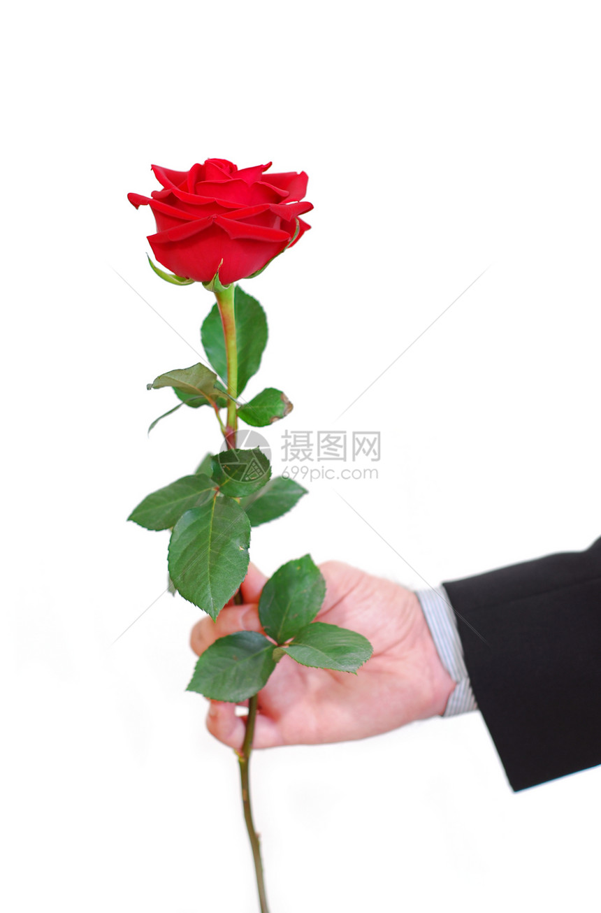 红玫瑰套装婚姻情人亲热感情奉献叶子花朵衬衫法庭图片