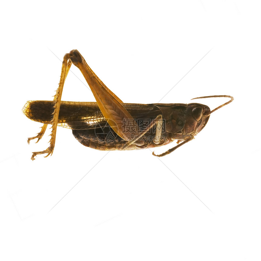 蚱蜢昆虫动物漏洞害虫刺槐飞行生物图片