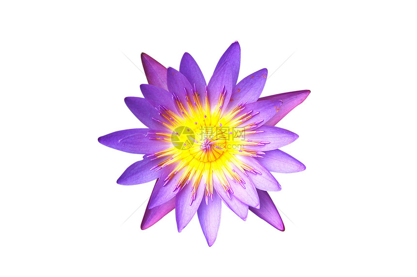 孤立的紫水花图片
