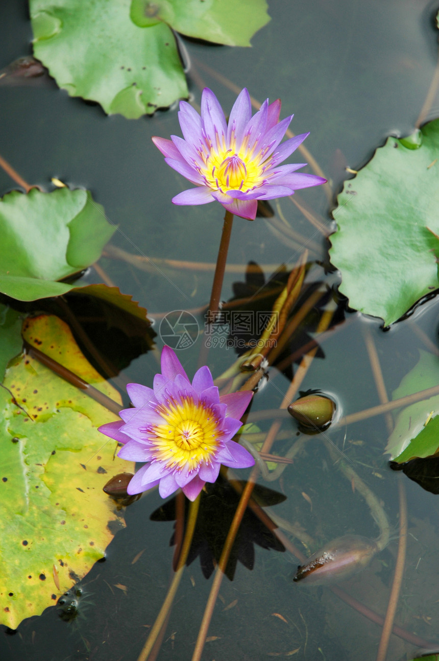 紫水莉莉莲花池塘紫色宗教佛教徒生长植物花园植物群荷花热带图片